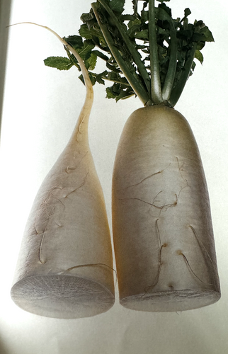 Daikon : Le Radis Blanc Japonais au Cœur de la Gastronomie