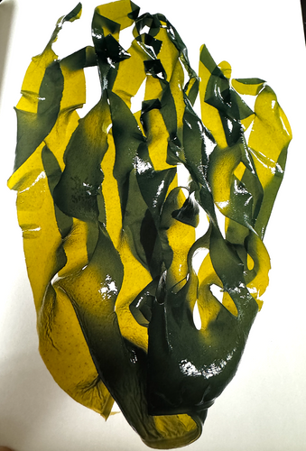 Wakame : L'Algue Japonaise aux Mille Vertus Nutritionnelles