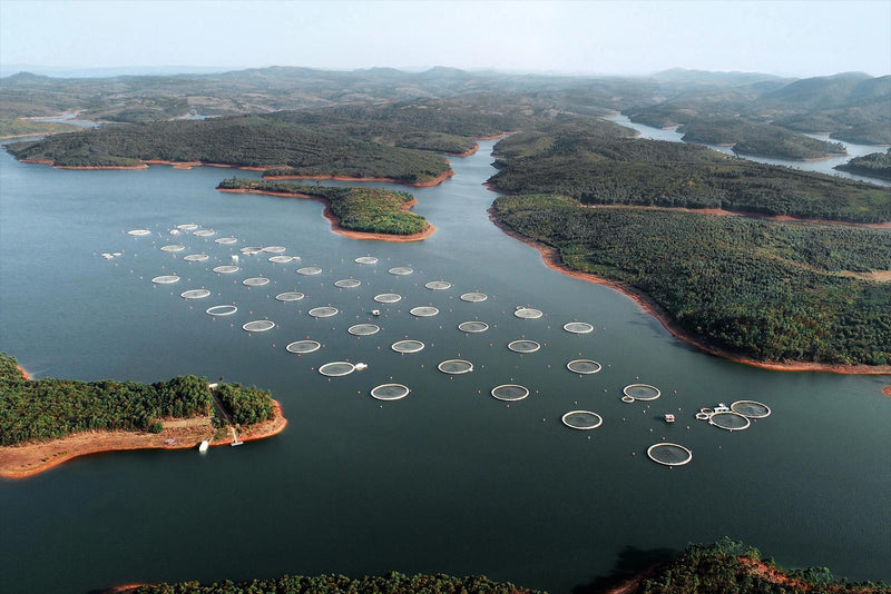 Vue aérienne des cages d'élevage de la ferme Acipenser sur le lac de Mantasoa, à Madagascar