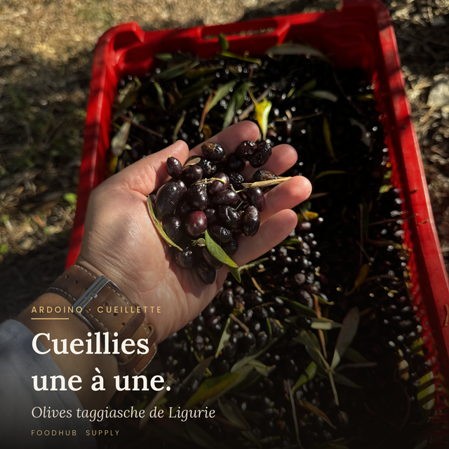 Comment choisir son huile d'olive italienne : le guide complet