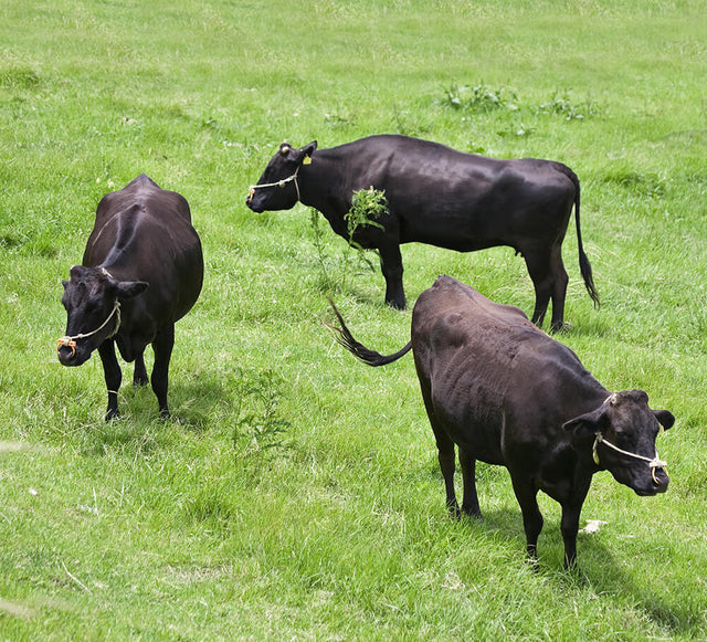 Élevage de Wagyu japonais : bovins Kuroge en étable et au pâturage