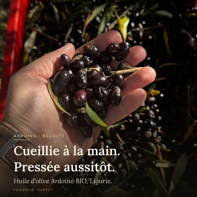 Meilleure huile d'olive italienne 2026 : Taggiasca, Coratina, Frantoio