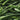 Haricots verts extra fins 5/1
