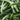 Haricots verts très fins 5/1