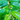 Tisane Feuille de Goyave Japonais (Biologique) - FOODHUB